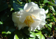 Camellia japonica Janet Waterhouse