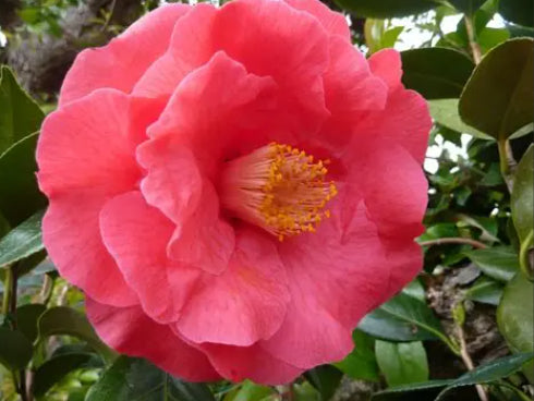 Camellia japonica Katherine Nuccio