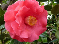 Camellia japonica Katherine Nuccio