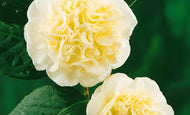 Camellia japonica Lemon Drop