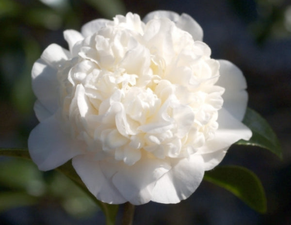Camellia japonica Man Size