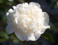 Camellia japonica Man Size