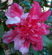 Camellia japonica Mark Alan Variegated