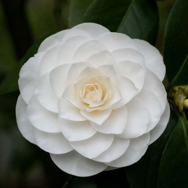 Camellia japonica 'Nuccio's Gem'
