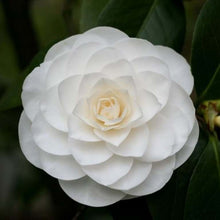 Load image into Gallery viewer, Camellia japonica &#39;Nicco&#39;s Gem&#39;
