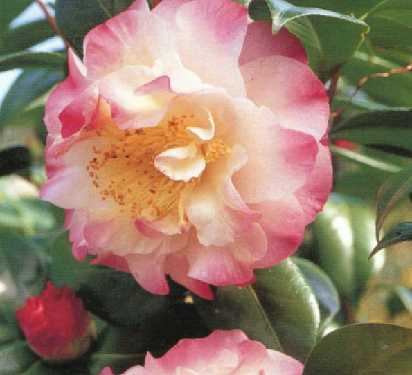 Camellia japonica Nuccios Jewel