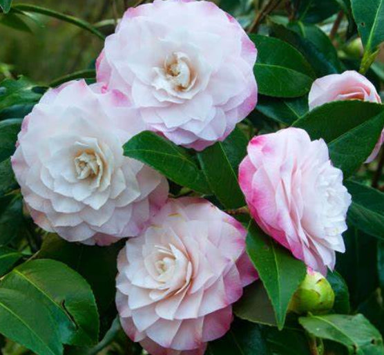 Camellia japonica Nuccios Pearl