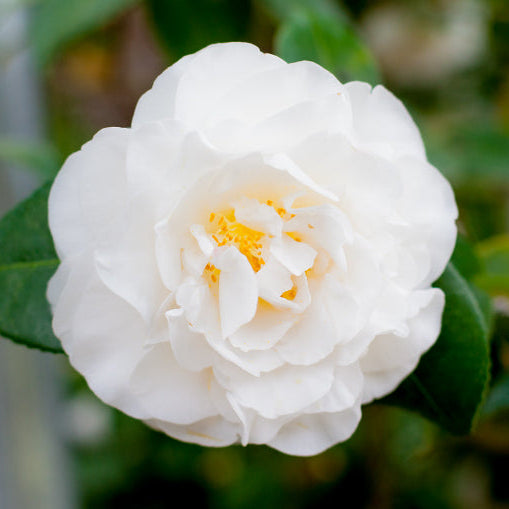 Camellia japonica Polar Bear