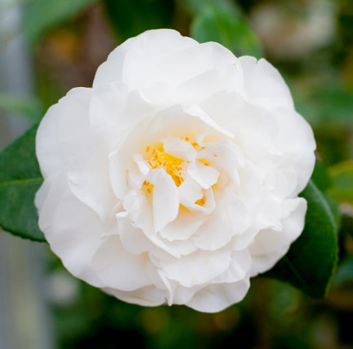 Camellia japonica Polar Bear