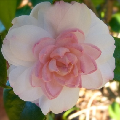 Camellia japonica Something Beautiful