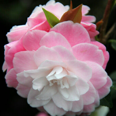 Camellia japonica Sweet Jane