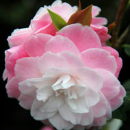 Camellia japonica Sweet Jane