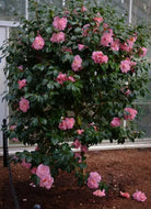 Camellia japonica Tiffany