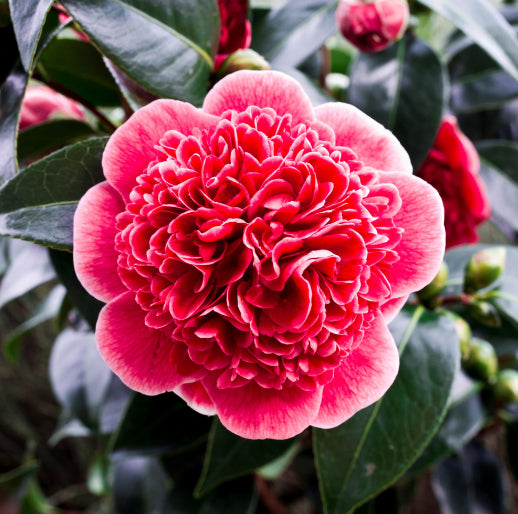 Camellia japonica Volunteer