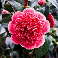 Camellia japonica Volunteer