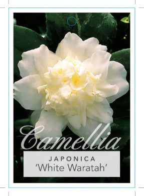 Camellia japonica White Waratah