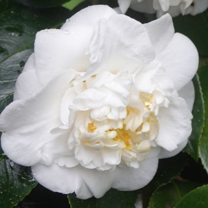 Camellia japonica White Waratah