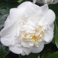 Load image into Gallery viewer, Camellia japonica White Waratah
