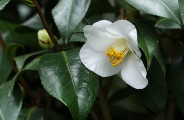 Camellia lutchuensis