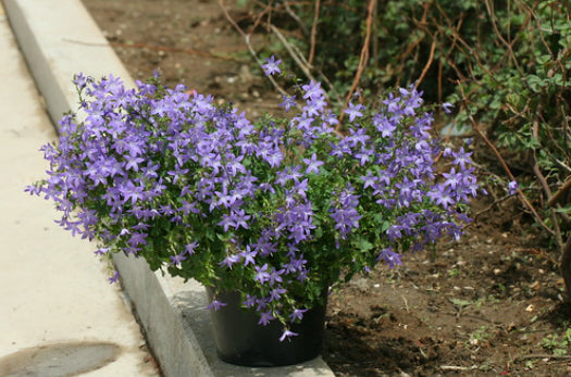 Campanula poscharskyana Blue