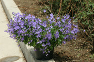 Campanula poscharskyana Blue