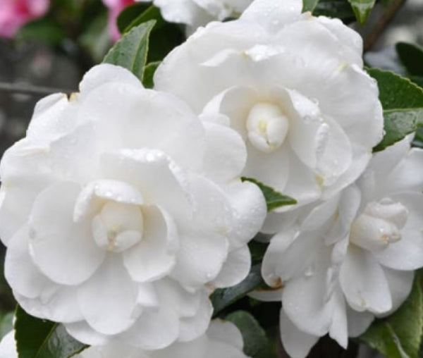 Camellia sasanqua Slimline Avalanche