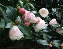Load image into Gallery viewer, Camellia sasanqua Beatrice Emily
