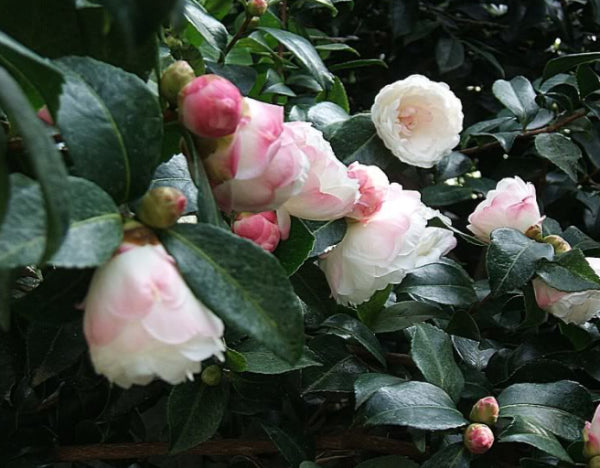 Camellia sasanqua Beatrice Emily