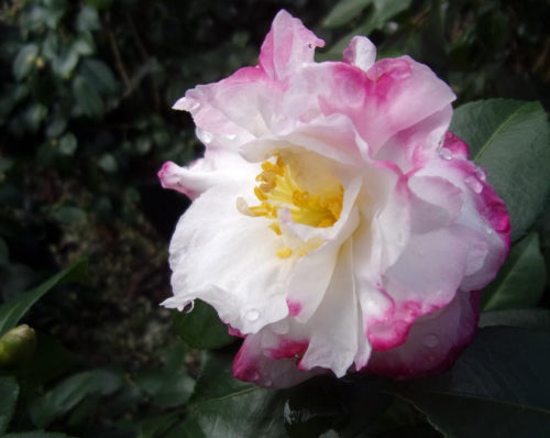 Camellia sasanqua Beatrice Emily