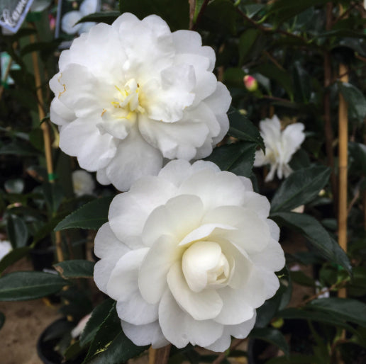 Camellia sasanqua Early Pearly