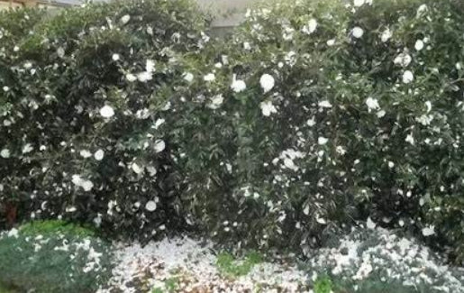 Camellia sasanqua Early Pearly