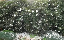 Load image into Gallery viewer, Camellia sasanqua Early Pearly
