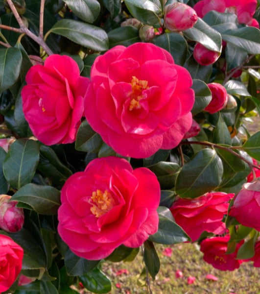 Camellia sasanqua Exotic Jewel