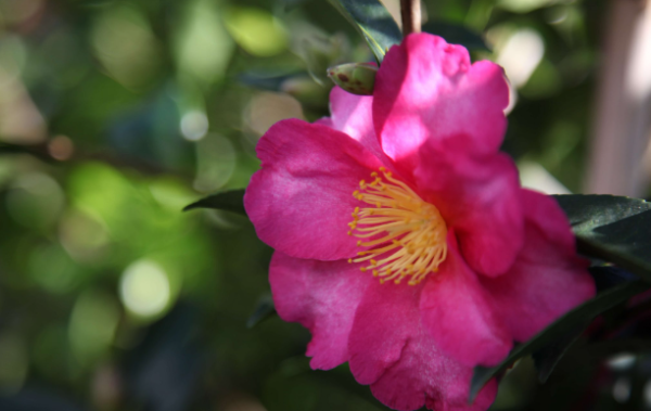 Camellia hiemalis sasanqua Hiryu