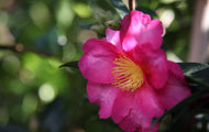 Camellia hiemalis sasanqua Hiryu