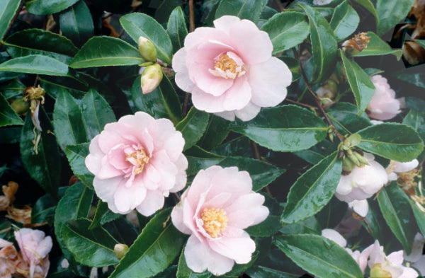 Camellia sasanqua Jean May