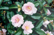 Camellia sasanqua Jean May