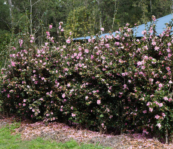 Camellia sasanqua Jennifer Susan