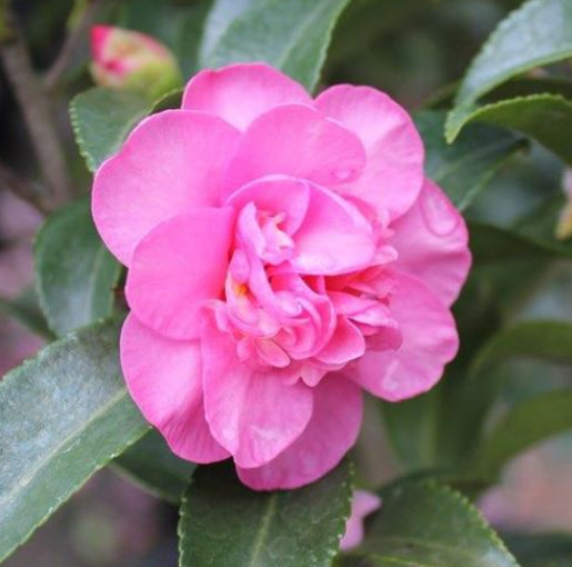Camellia sasanqua Jennifer Susan