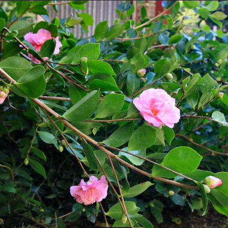 Camellia sasanqua Marge Miller