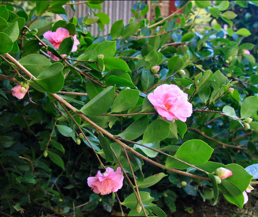 Camellia sasanqua Marge Miller