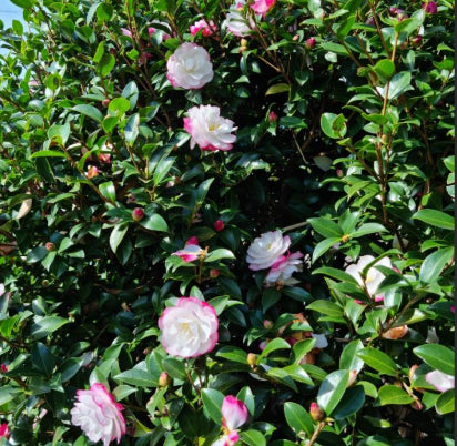 Camellia sasanqua Paradise Blush
