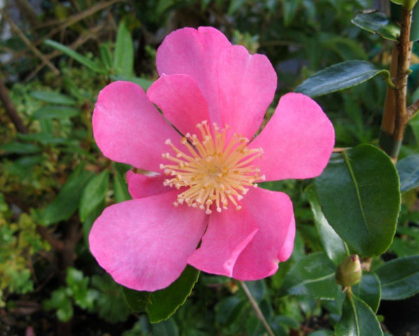 Camellia sasanqua Paradise Glow