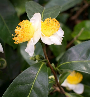 Camellia sasanqua Paradise Green Tea