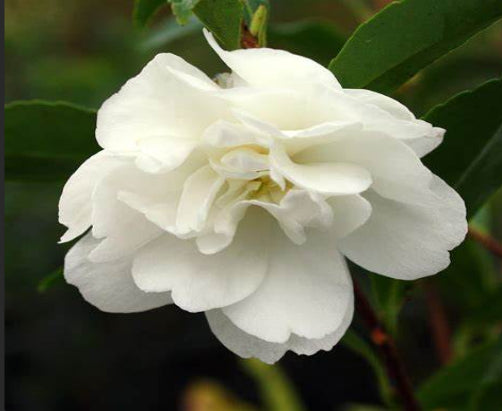 Camellia sasanqua Paradise Little Liane