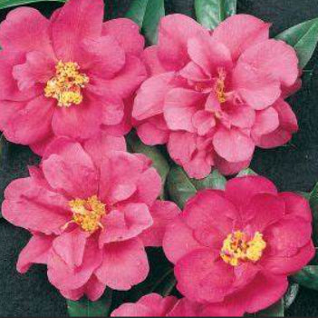 Camellia sasanqua Paradise Olivia