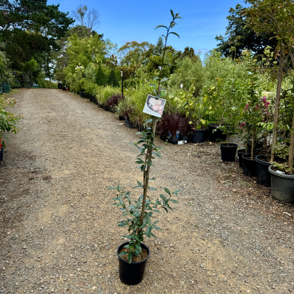 Camellia sasanqua Paradise Pearl