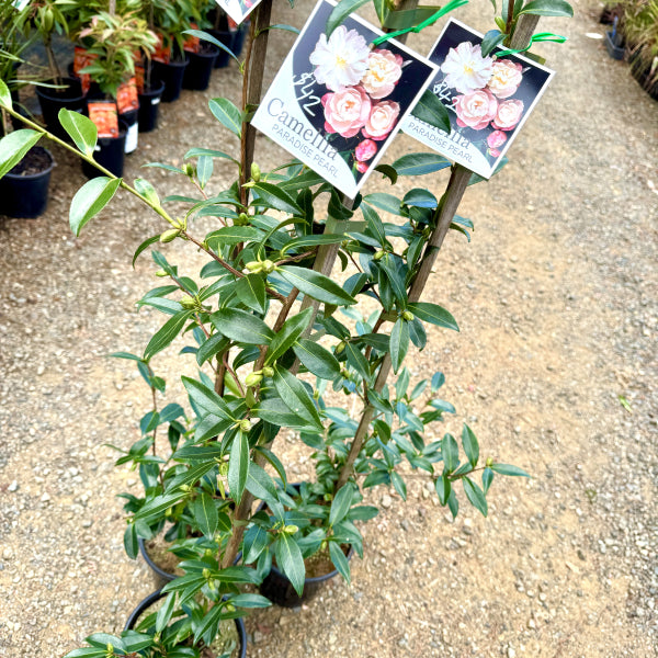 Camellia sasanqua Paradise Pearl