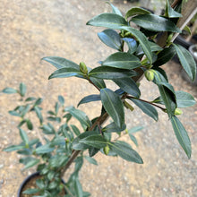 Load image into Gallery viewer, Camellia sasanqua Paradise Pearl

