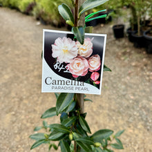 Load image into Gallery viewer, Camellia sasanqua Paradise Pearl
